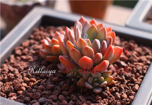 gӭRĥƺɰϡF(tun)(sh)I(y)޹˾gӭ