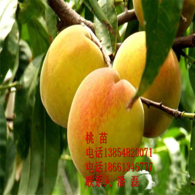 2020SҘʲôƷNá\CSҘƷN\CSҘr