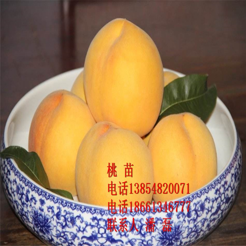 S4̖SҘƷNS4̖SҘXһáɽ|S4̖SҘ