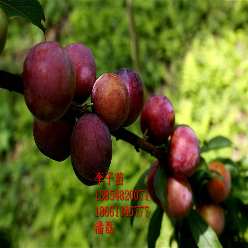 7̖Ә硢7̖ӘƷN7̖Әr