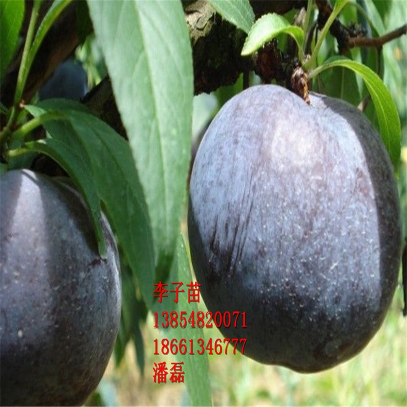 ڌʯӘڌʯӘƷNڌʯӘr