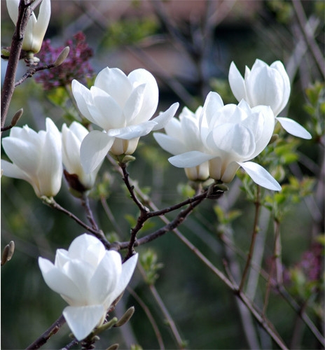 㲨(ϴlˮ)㾫 ̓Űm㾫