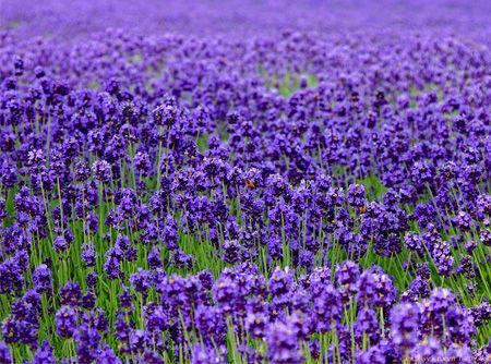 e^Ƶ근ㄩ¹㾫 ޹²޹㾫 ɽа㾫˾N