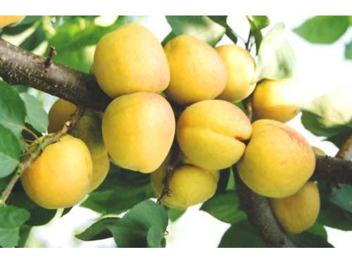 (yng)Ә硿Әr(ji)񡿡ɽ|Ә硿̩Әr(ji)