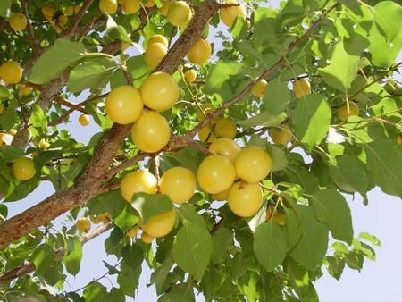 Ә磨̫Ә磩ɽ|̩Әr/ɽ|Ә