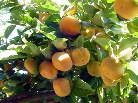 #Ӽ޽#Ә硾ɽ|r(ji)񡿡ɽ|̩Ә硿