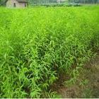 ӱҘ磨ӱҘ䌍磩ӱҘأӱҘ磩