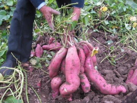 Ї(gu)r(nng)Ժٹ˾r(nng)SԴNN